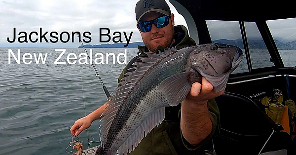 Jacksons Bay Vlog - Josh James - Jack And Josh - Bluenose - Tarakihi - Donkeys And Dogs Catch N Cook