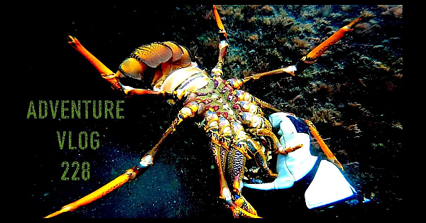New Zealand Adventure Vlog Crayfish Catch And Cook Freedive Wild Deer Harvest Josh James And Friends