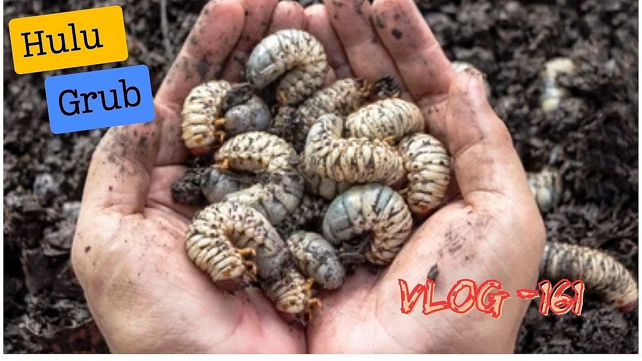 Adventure Vlog 161 - Kiakoura Kai Time