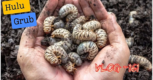 Adventure Vlog 161 - Kiakoura Kai Time