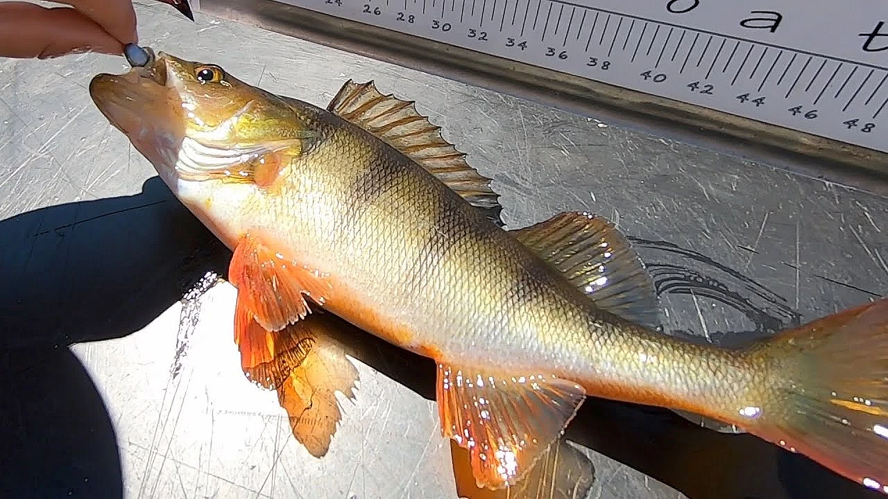 New Zealand Lake Perch Catch N Cook With Josh James, Charlie And Mckenzie. West Coast - South Island