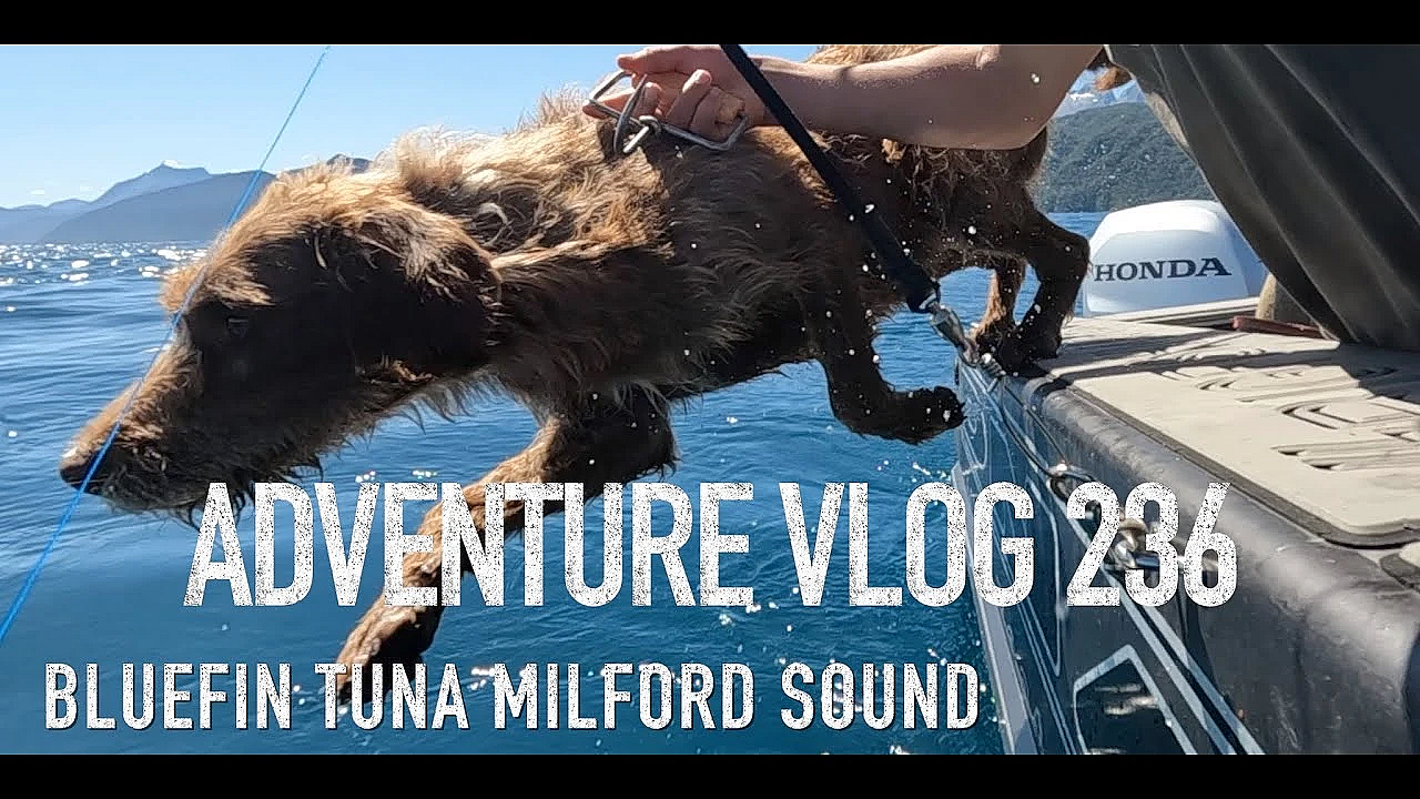 Bluefin Tuna And Fallow Deer Meat Harvesting New Zealand Adventure Vlog 232 Josh James And Friends