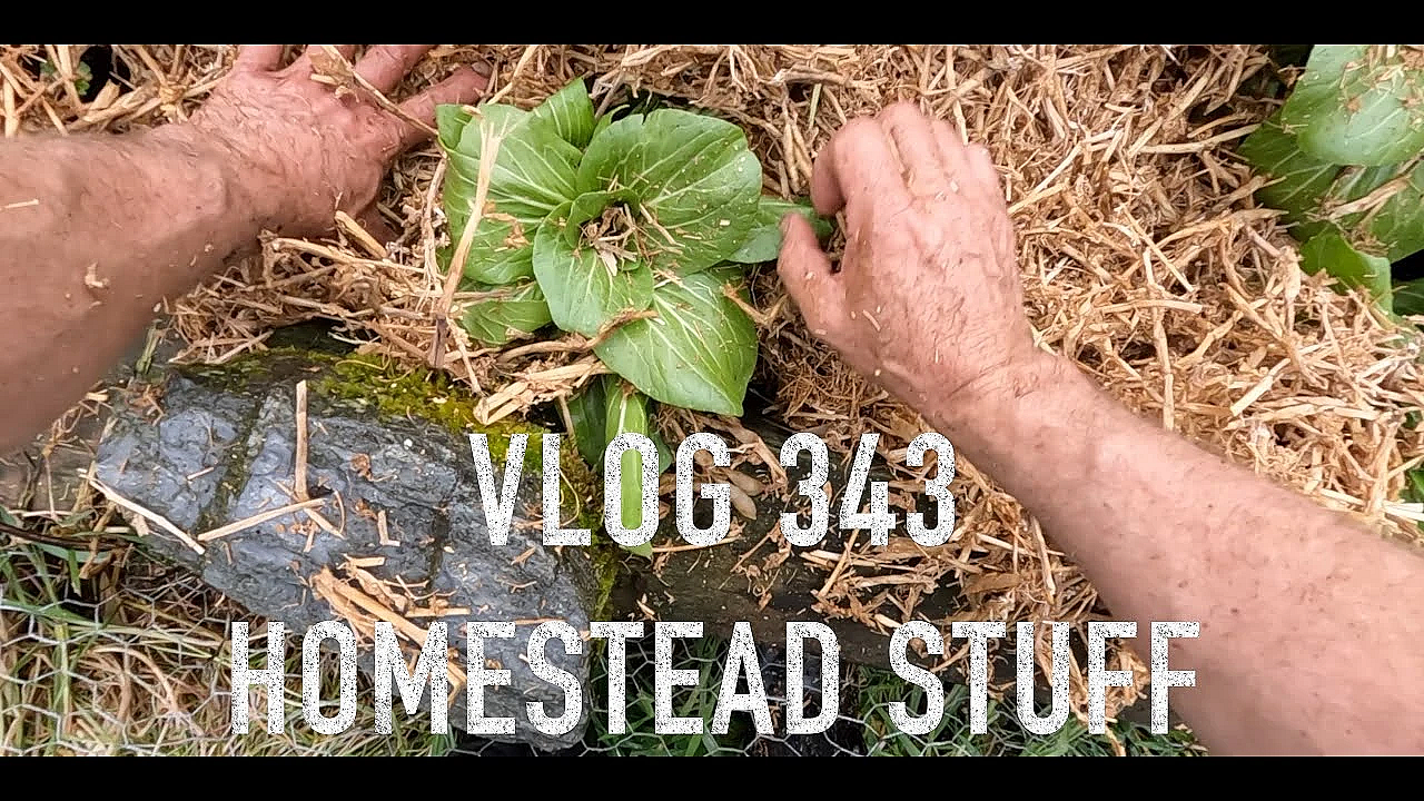 New Zealand Adventure Vlog 343 Whitebait Season Opening And A Health And Wellness Yarn In The Garden
