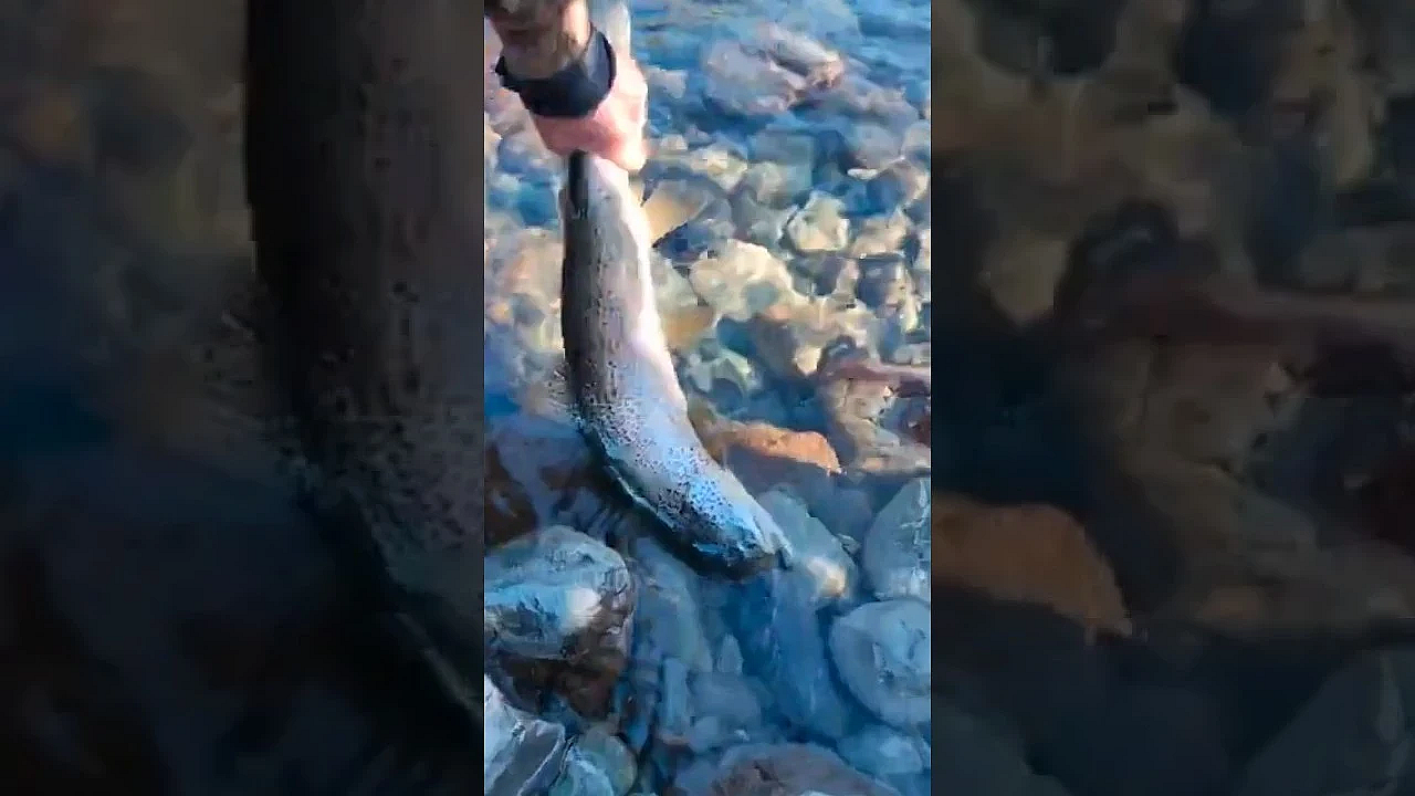 Inbred Trout From New Zealand With Josh James And Sam And Charlie Horse #short #shorts