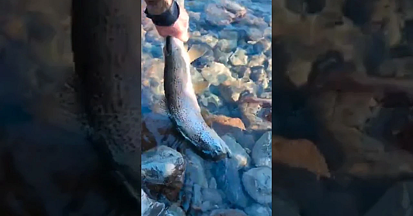 Inbred Trout From New Zealand With Josh James And Sam And Charlie Horse #short #shorts