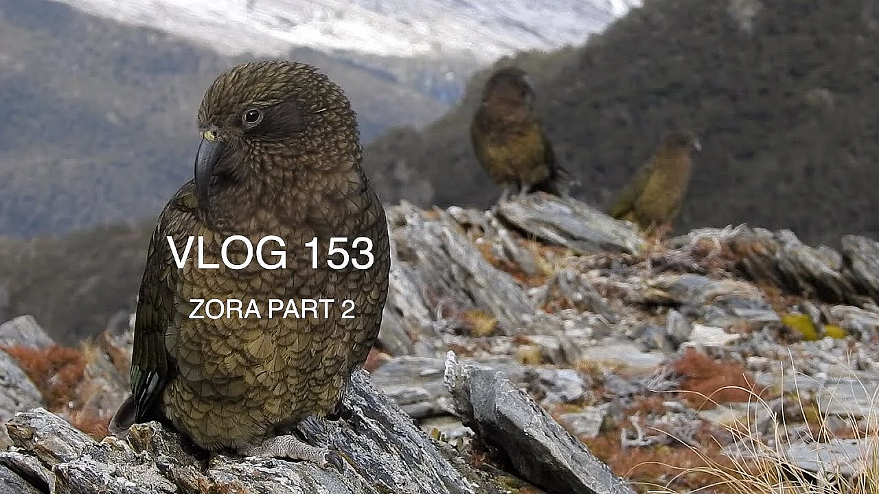 Vlog 153 - New Zealand Himalayan Tahr Hunting, Alpine Hunting With Josh James. Part 2