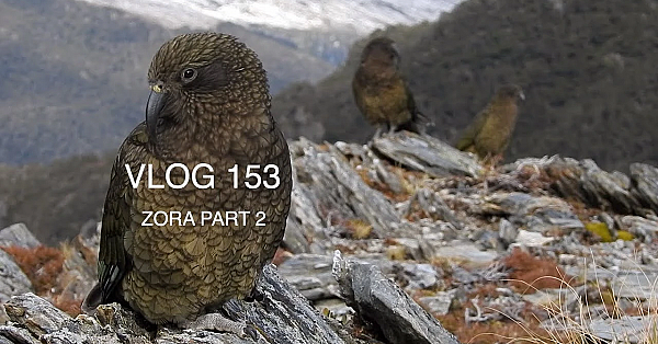 Vlog 153 - New Zealand Himalayan Tahr Hunting, Alpine Hunting With Josh James. Part 2