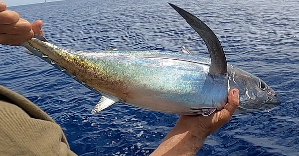 New Zealand Adventure Vlog 203 - Wild Tuna, Gold Fossicking, Cooking On The Campfire With Josh James