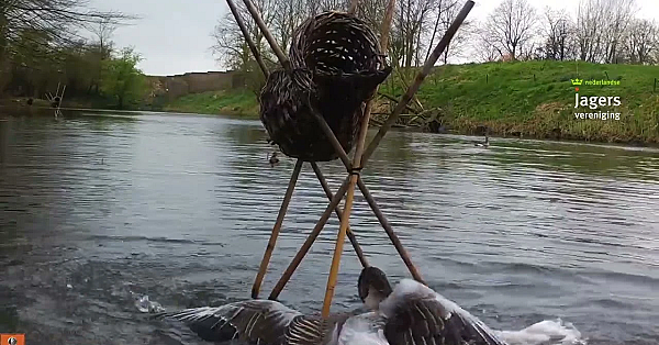 Grauwe Ganzen In Gevecht