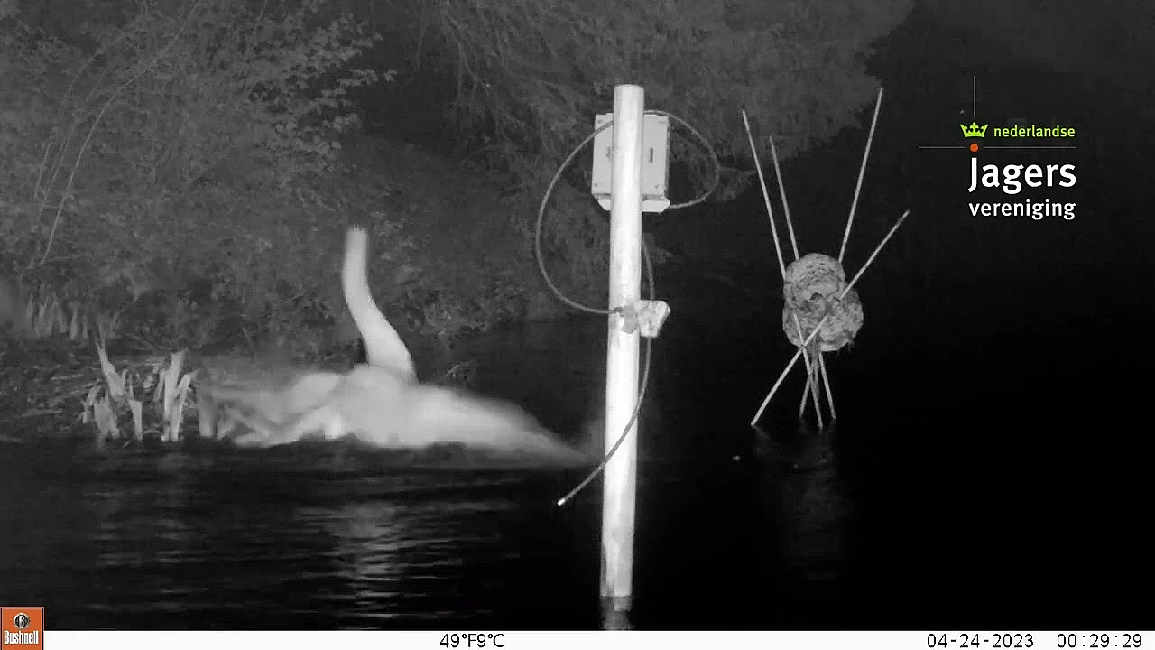 Vos Rooft Het Nest Leeg Van Knobbelzwaan