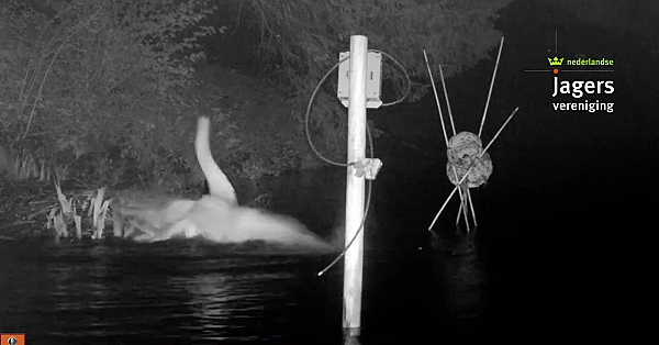 Vos Rooft Het Nest Leeg Van Knobbelzwaan