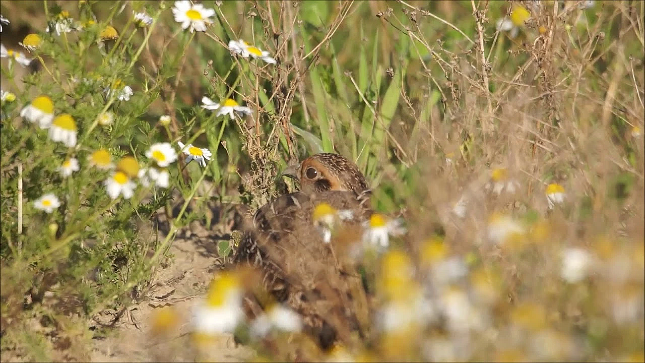 Door De Ogen Van De Jager - Augustus 2017