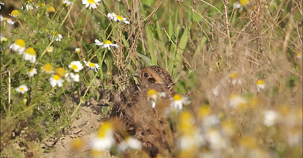 Door De Ogen Van De Jager - Augustus 2017