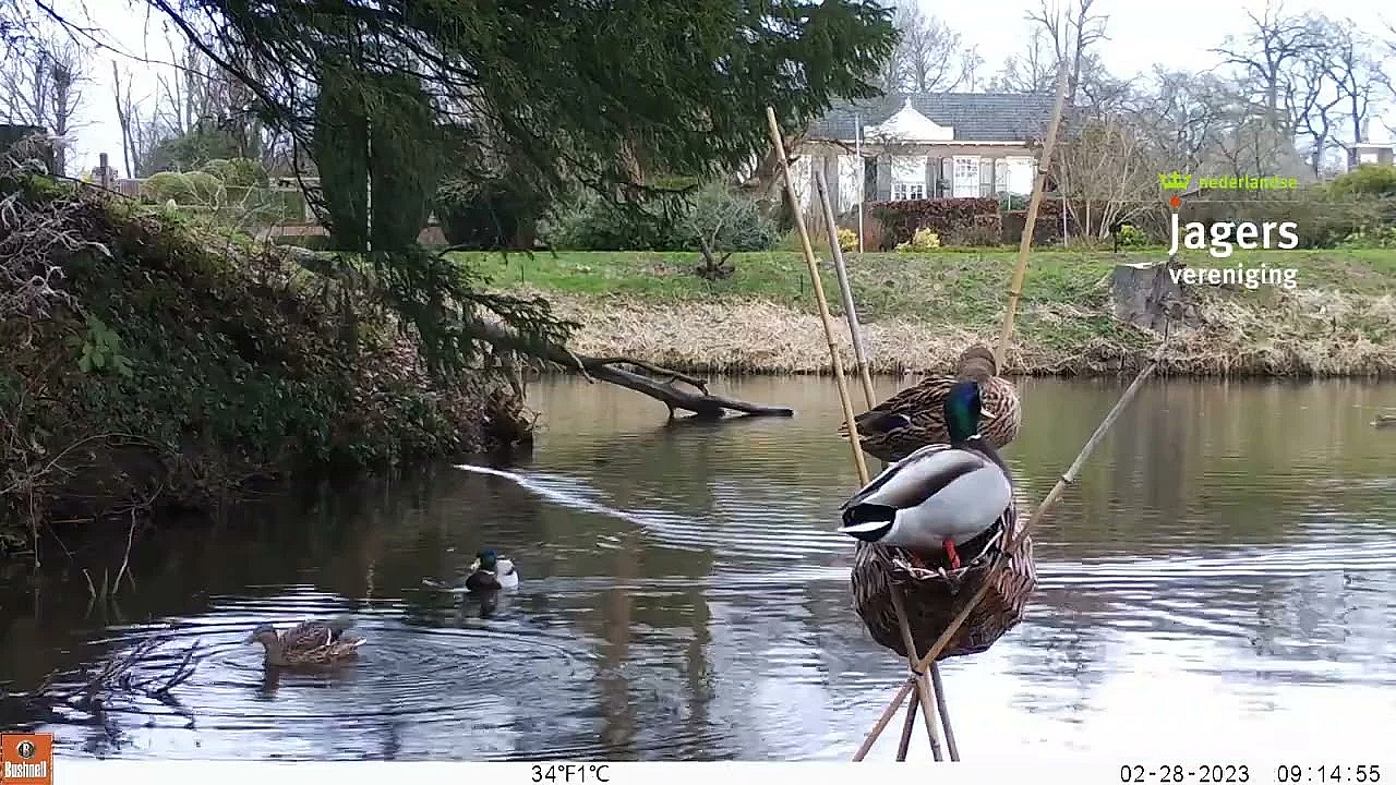 Woerd En Eendje Samen Op De Korf
