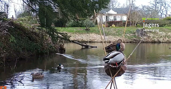 Woerd En Eendje Samen Op De Korf