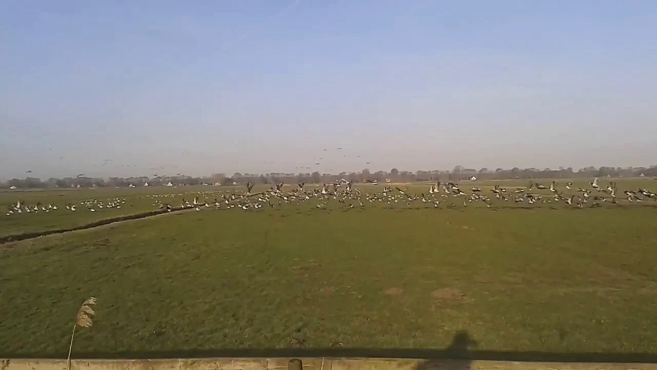 Beelden Brandganzen In De Eempolder (winter 2016)