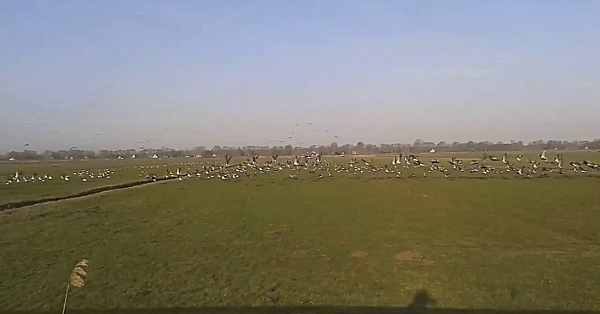 Beelden Brandganzen In De Eempolder (winter 2016)