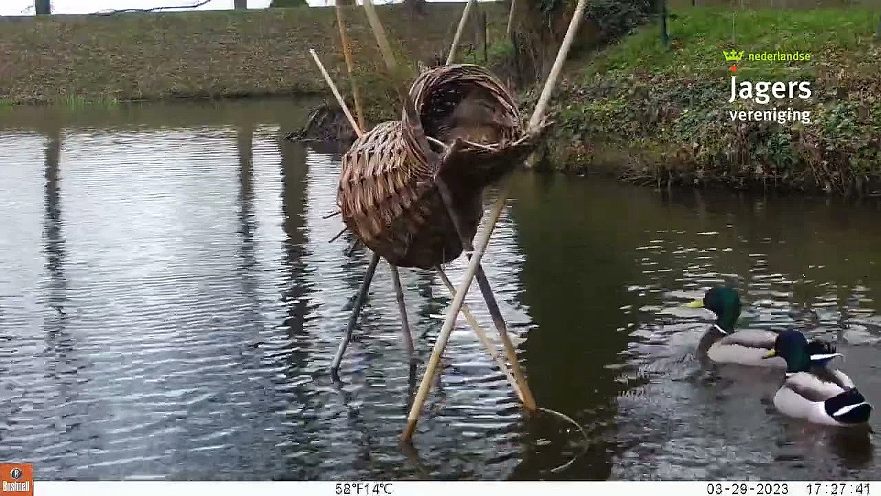 Broedkorf Bij Beverburcht