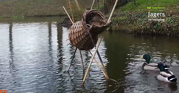 Broedkorf Bij Beverburcht