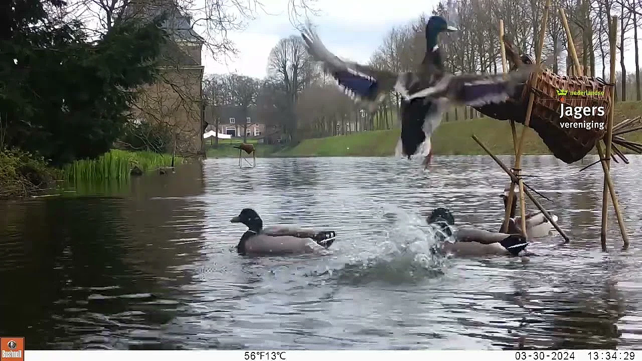 Broedkorven Activiteit -  April 2024