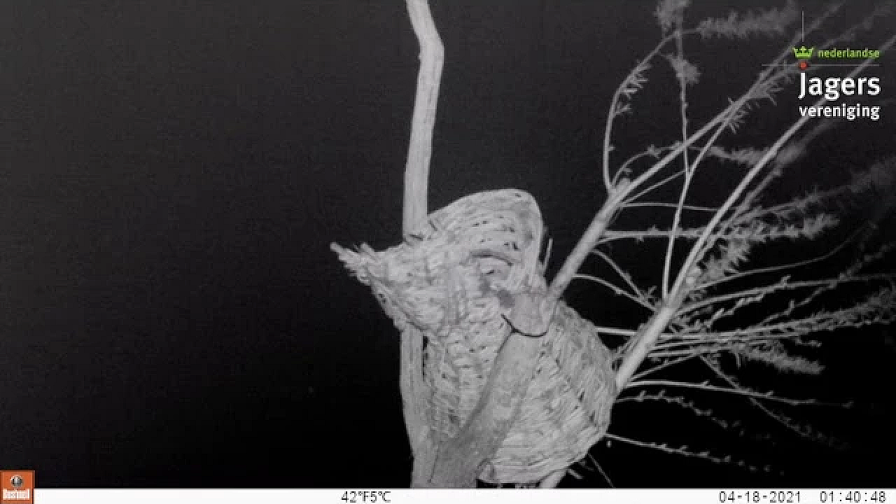 Onverwachte Gast Bij Broedkorf