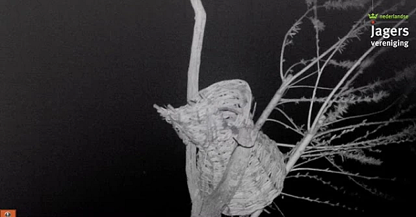 Onverwachte Gast Bij Broedkorf