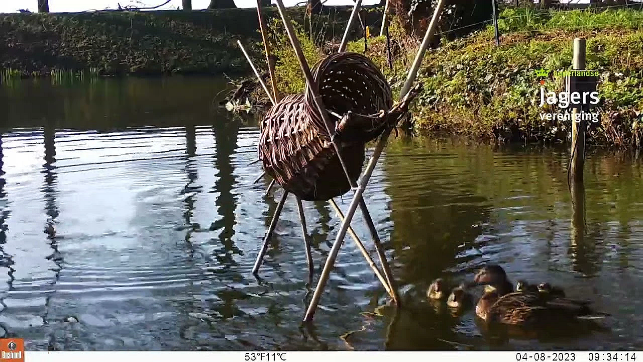 Jonge Eendjes Verlaten De Broedkorf