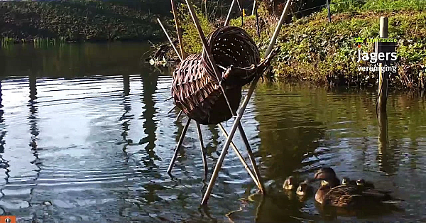 Jonge Eendjes Verlaten De Broedkorf