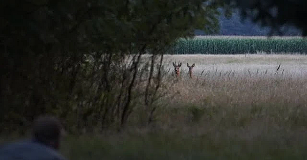 Door De Ogen Van De Jager - Juli 2017