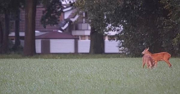 Door De Ogen Van De Jager   September 2017