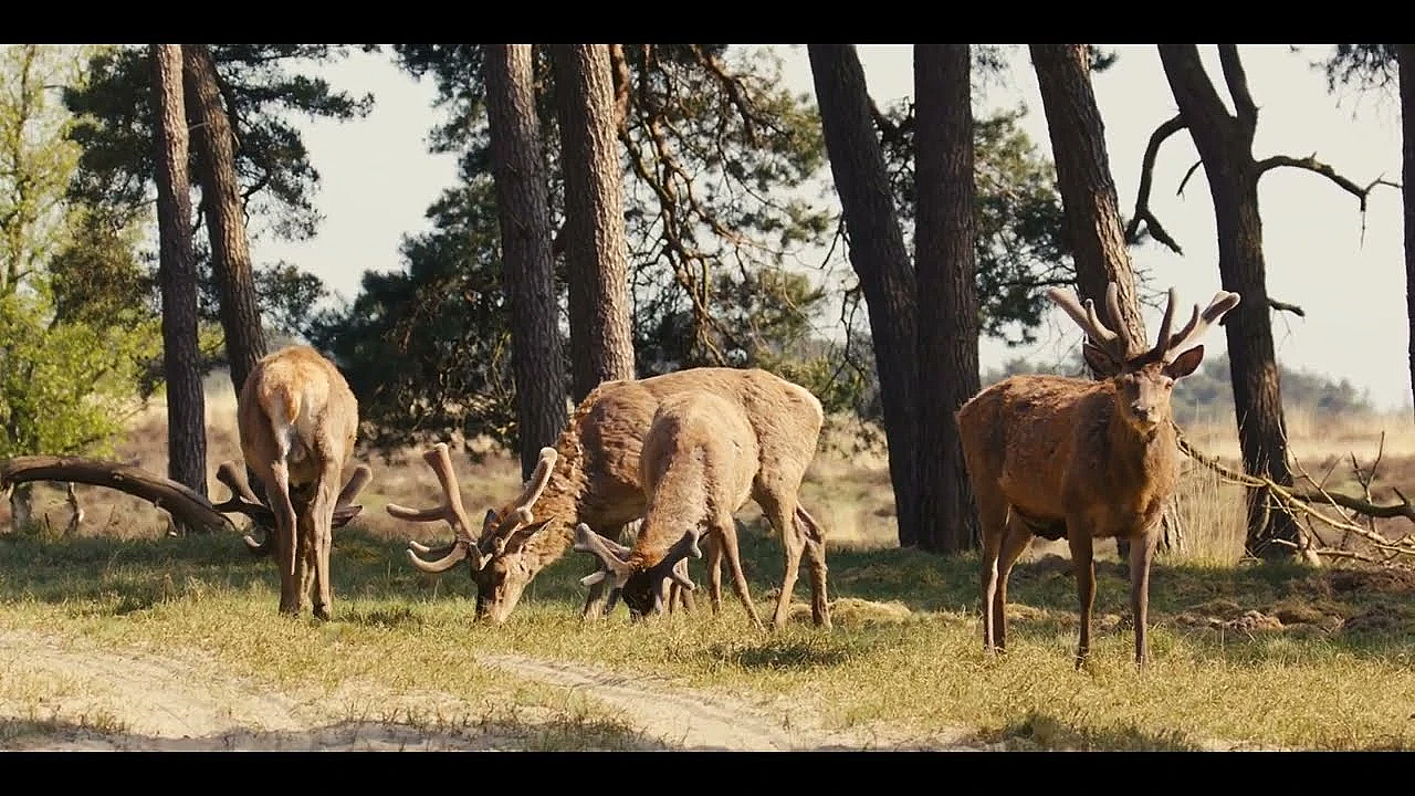 Bosverjonging En Biodiversiteit Onder Druk