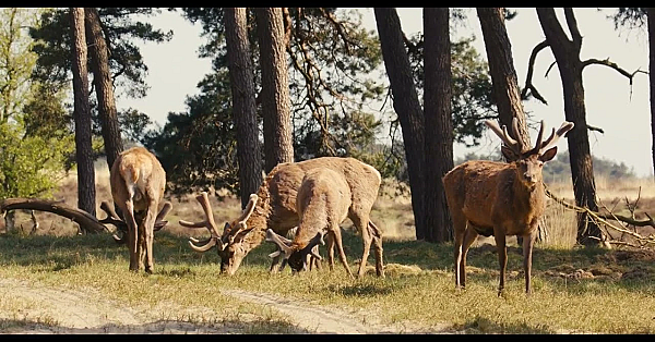Bosverjonging En Biodiversiteit Onder Druk