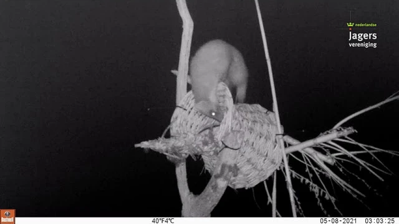 Boommarter Neemt Een Kijkje Bij De Broedkorven