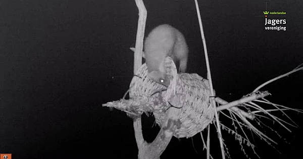 Boommarter Neemt Een Kijkje Bij De Broedkorven