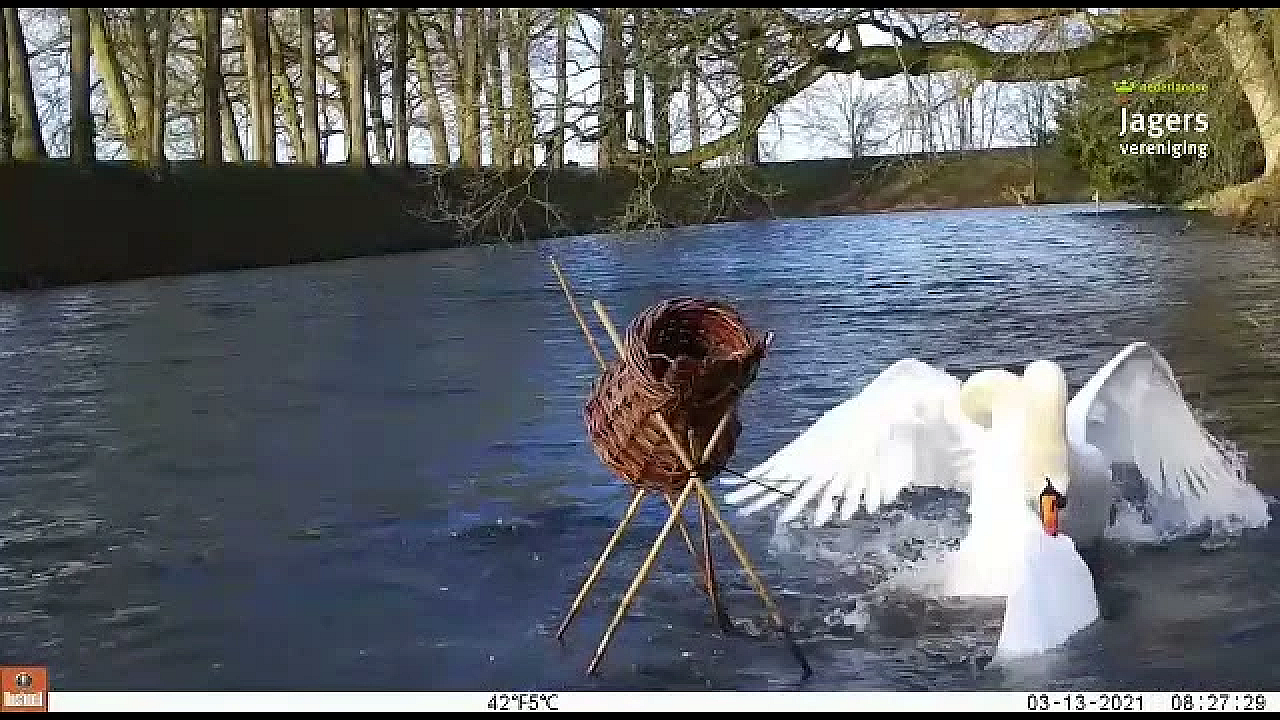 Zwanen Bij De Eendenkorf