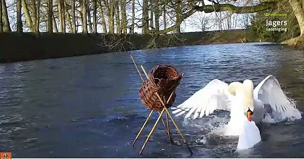 Zwanen Bij De Eendenkorf