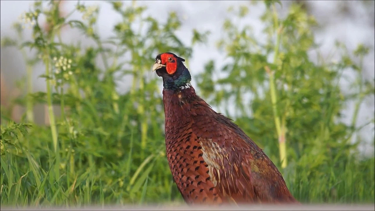 Door De Ogen Van De Jager - Maart-april 2018