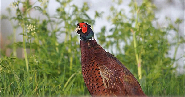 Door De Ogen Van De Jager - Maart-april 2018