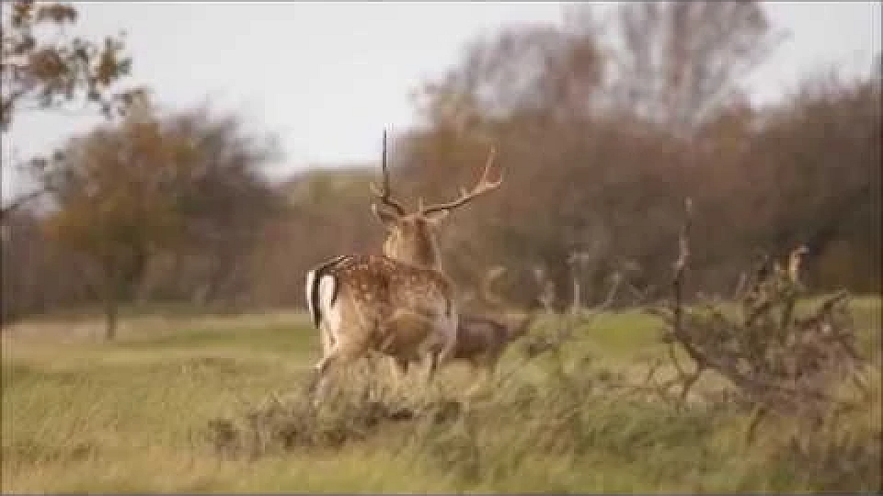 Door De Ogen Van De Jager Oktober 2017