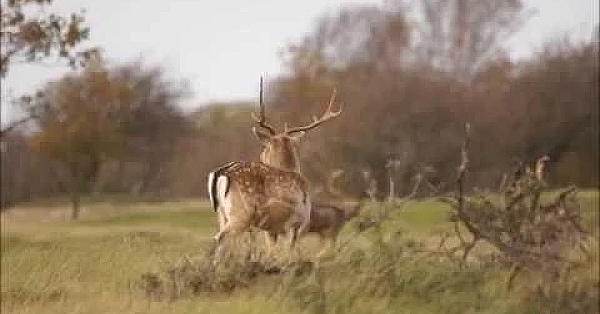 Door De Ogen Van De Jager Oktober 2017