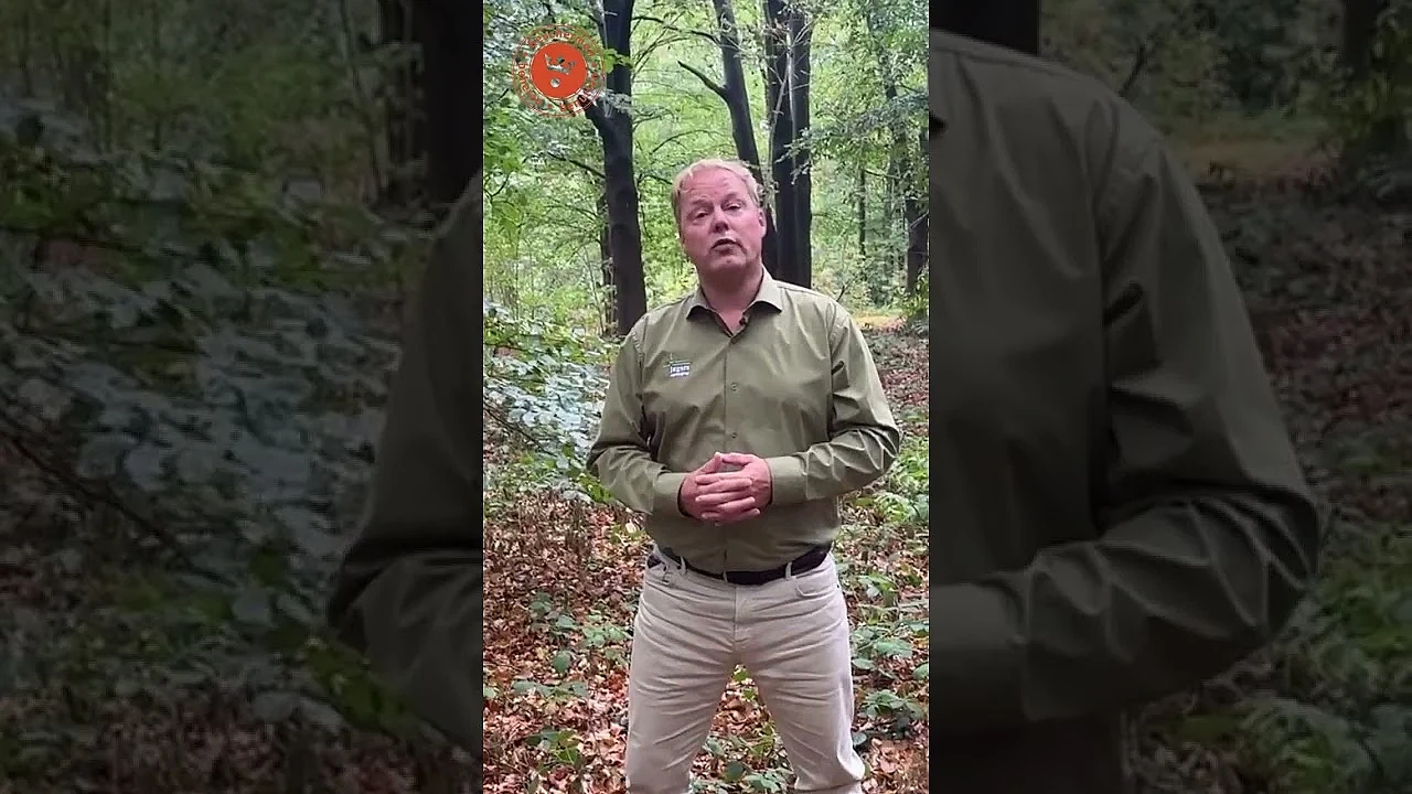 Een brutale wolf?