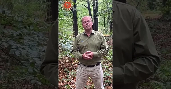 Een brutale wolf?