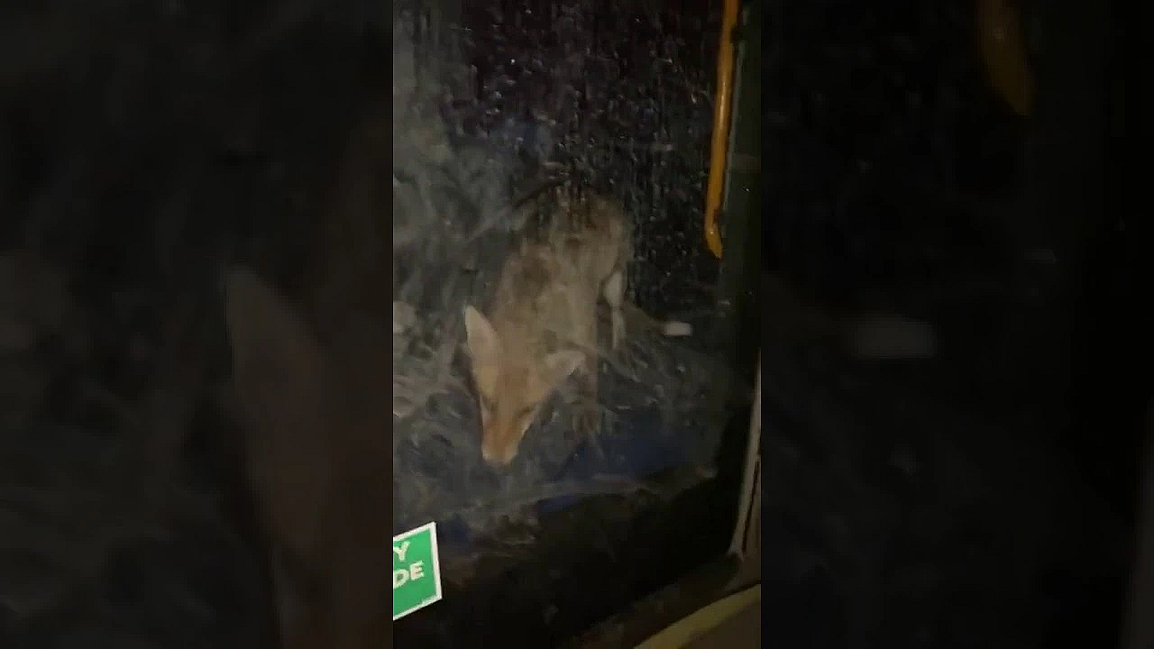 Vossen In Londense Stadsbus