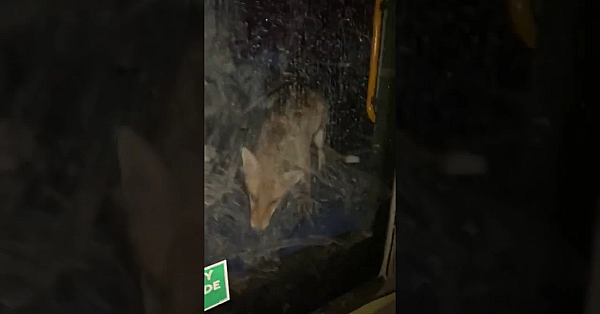 Vossen In Londense Stadsbus