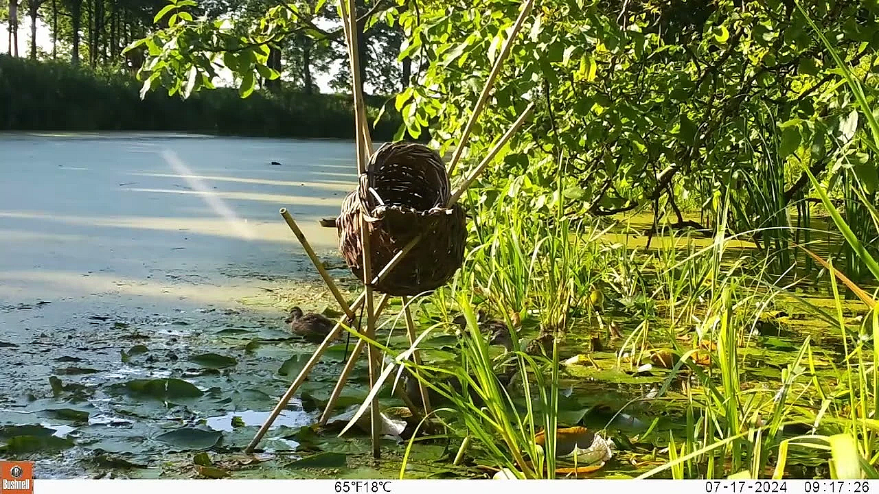 Broedkorf Filmpje Juli 2024