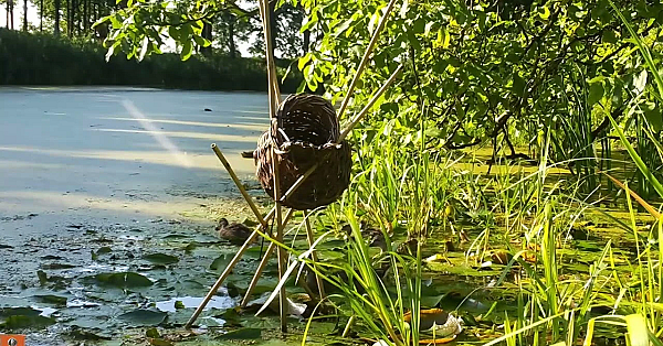 Broedkorf Filmpje Juli 2024