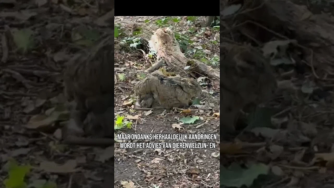 Genoeg = Genoeg

Het haas is het haasje en niet zomaar. In de video zie je een haas met het Myxomato