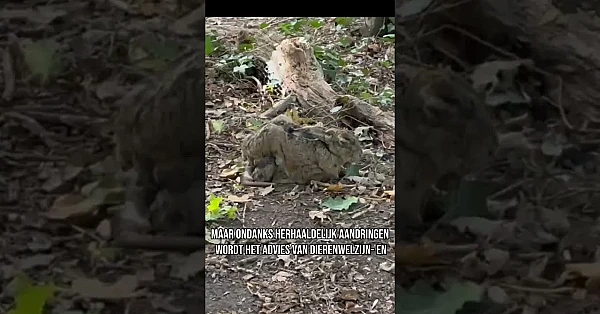 Genoeg = Genoeg

Het haas is het haasje en niet zomaar. In de video zie je een haas met het Myxomato
