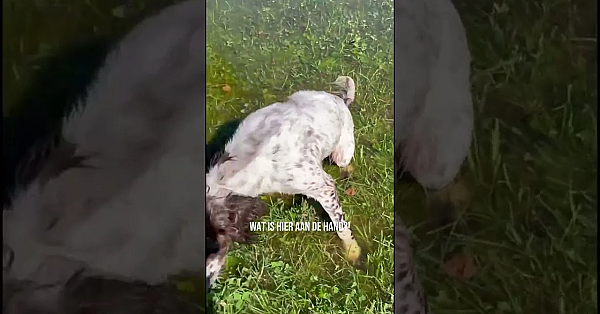 Weidevogels vs roofdieren