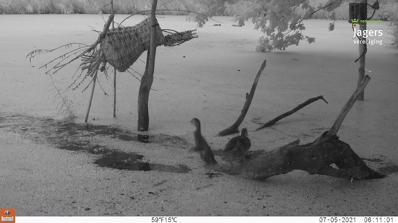 Welke Kuikens Ziet U?